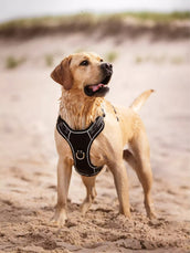 LeMieux Dog Harness Winchester Mesh Black