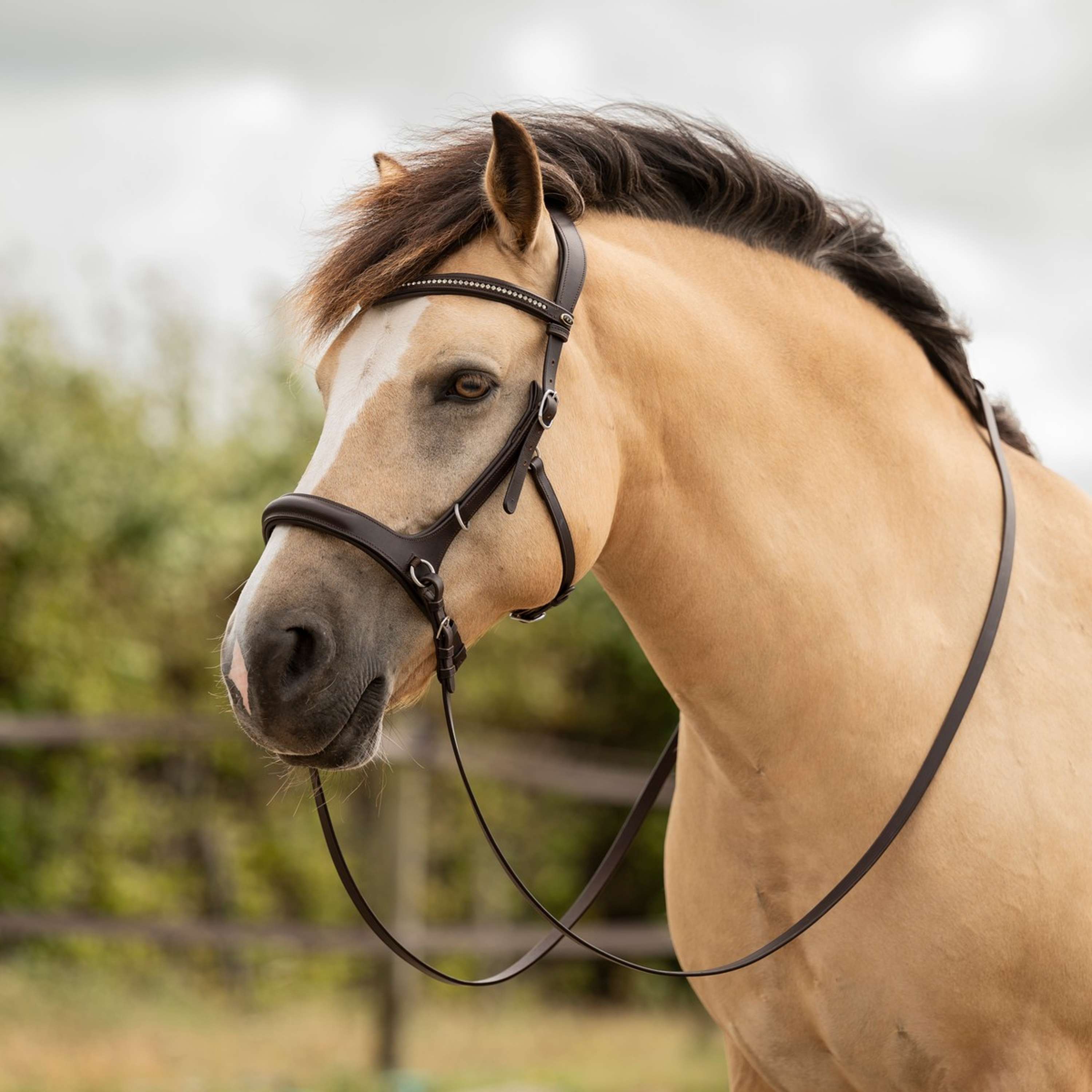 F.R.A. Bridle Runa 3 in 1 Havana
