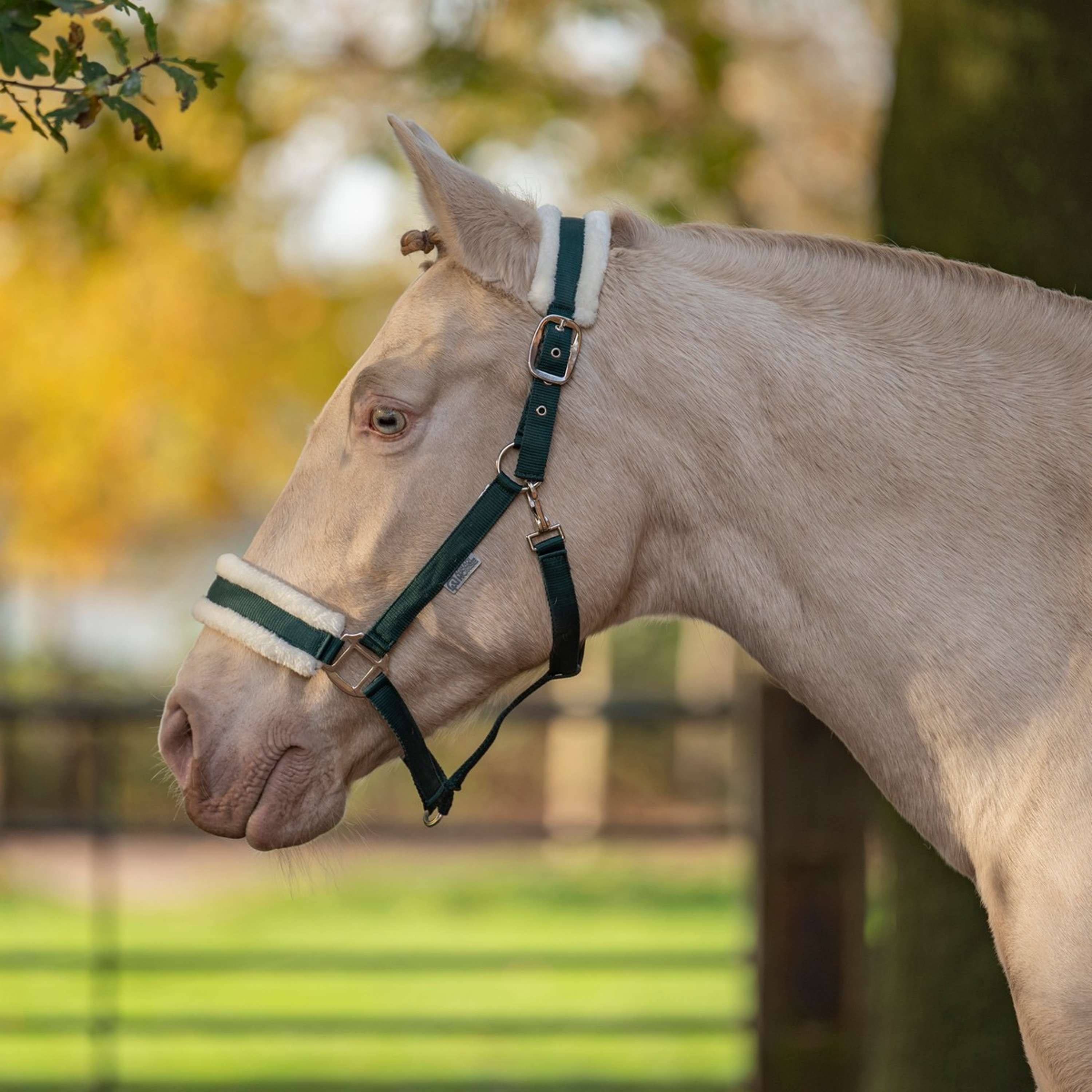 Agradi Horse Halter First Fir Green