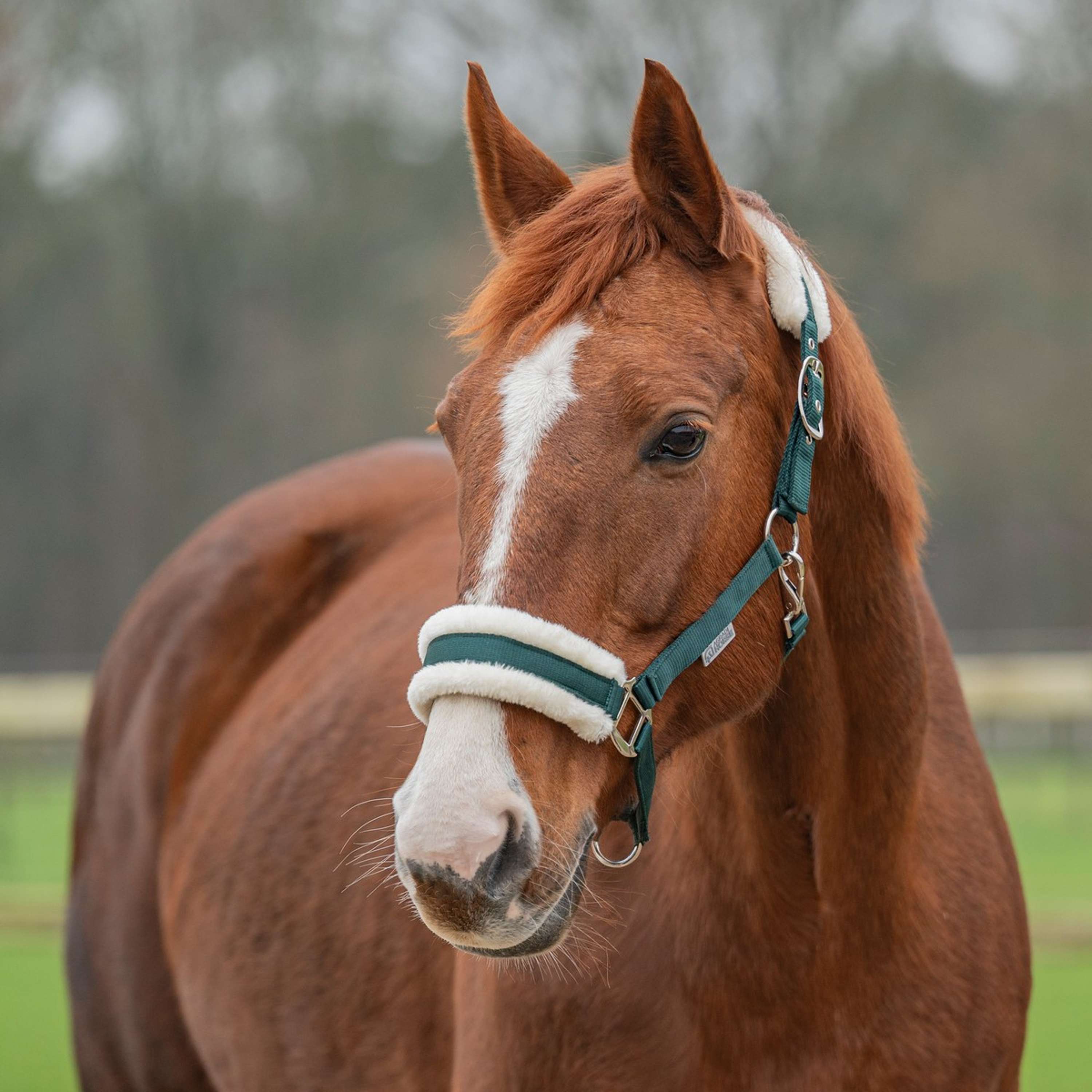Agradi Horse Halter First Fir Green