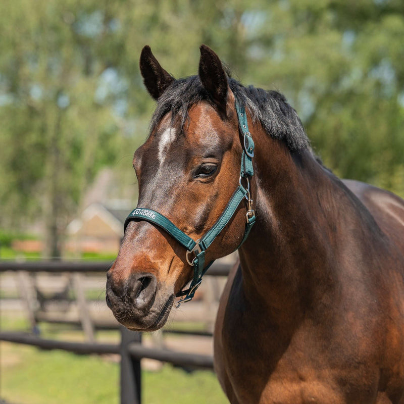 Agradi Horse Halter Athletic Fir Green