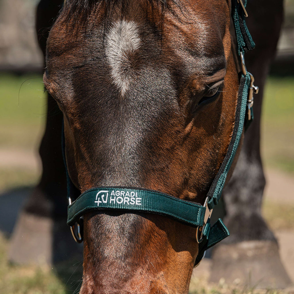 Agradi Horse Halter Athletic Fir Green