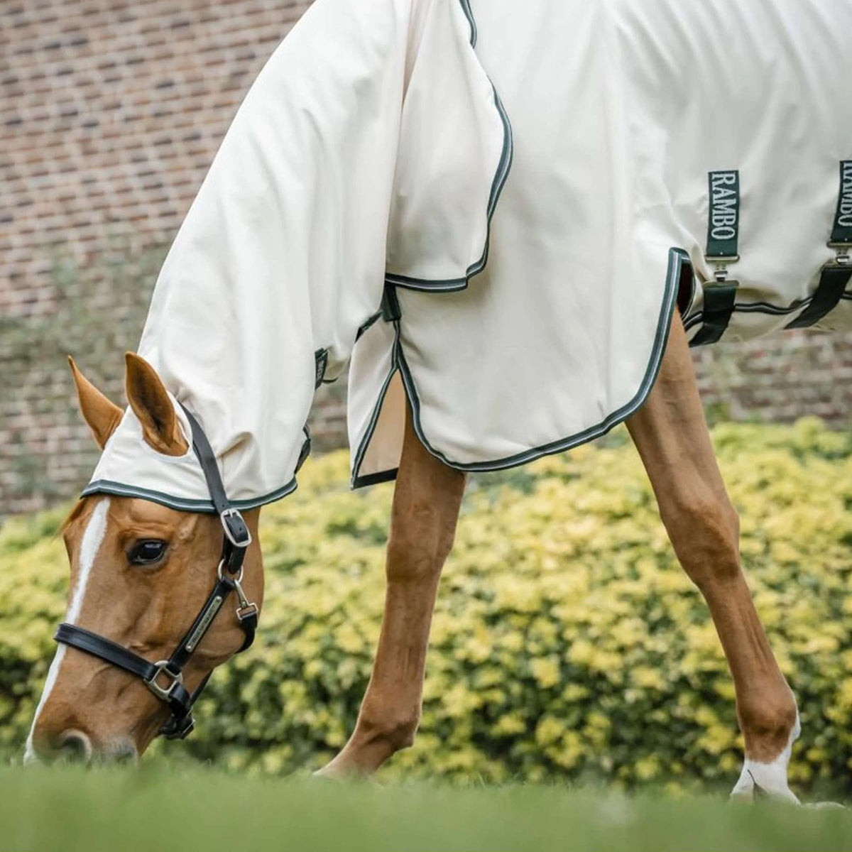 Rambo Hoody Chalk/Hunter Green/Silver
