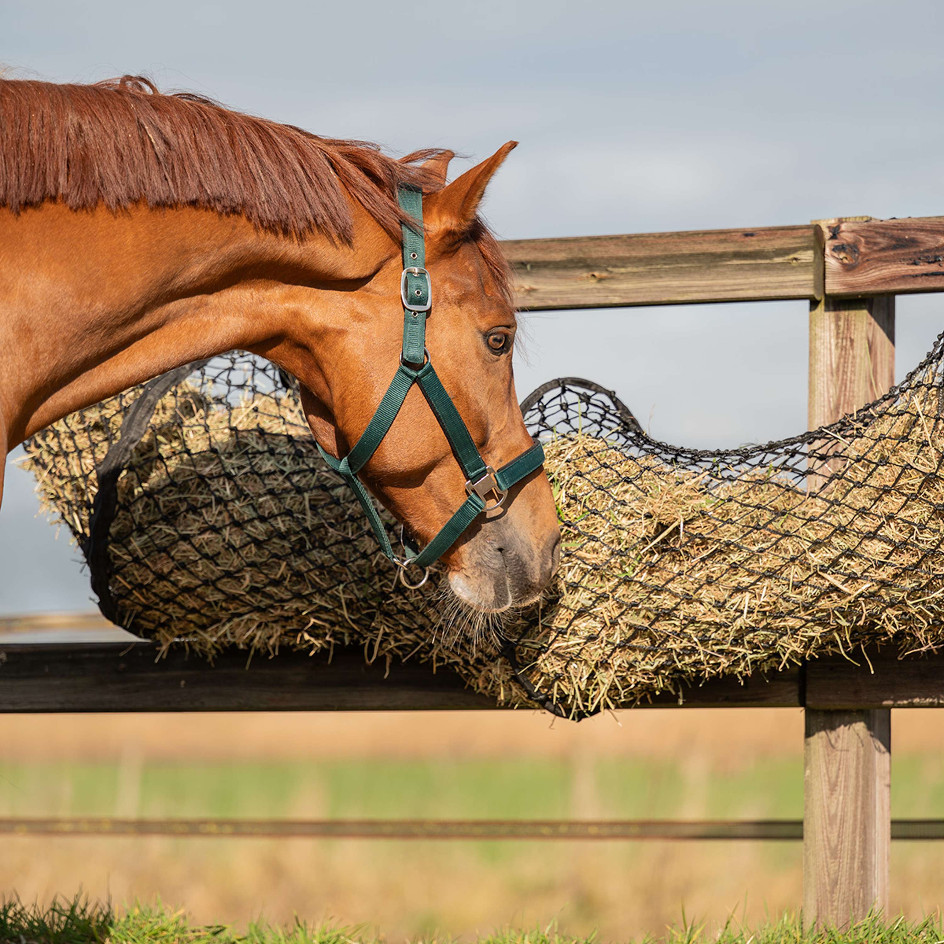 Agradi Horse Hay Net Tunnel Shape Maas 5x5cm Black