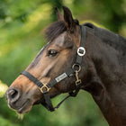 Velder Horsewear Essentials Halter Basic Black