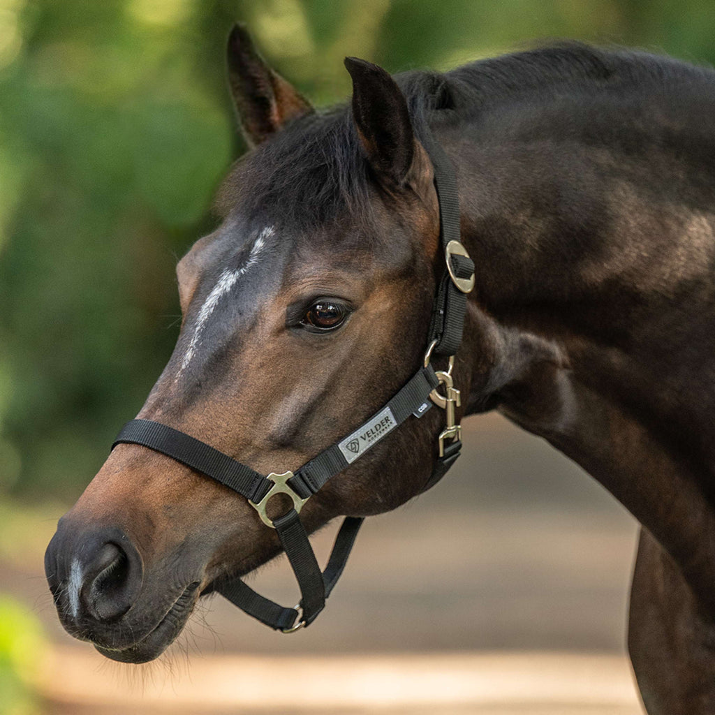 Velder Horsewear Essentials Halter Basic Black