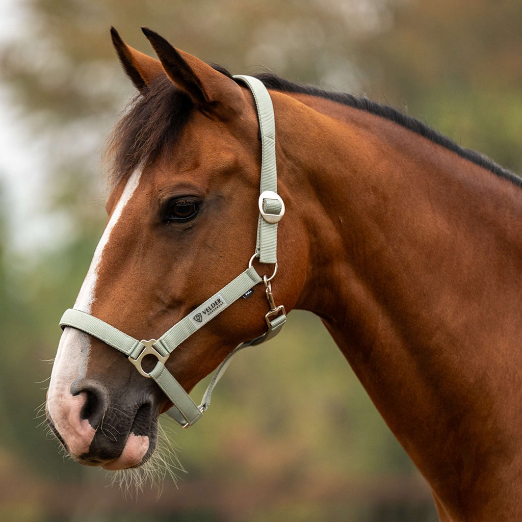 Velder Horsewear Essentials Halter Basic Padded Green