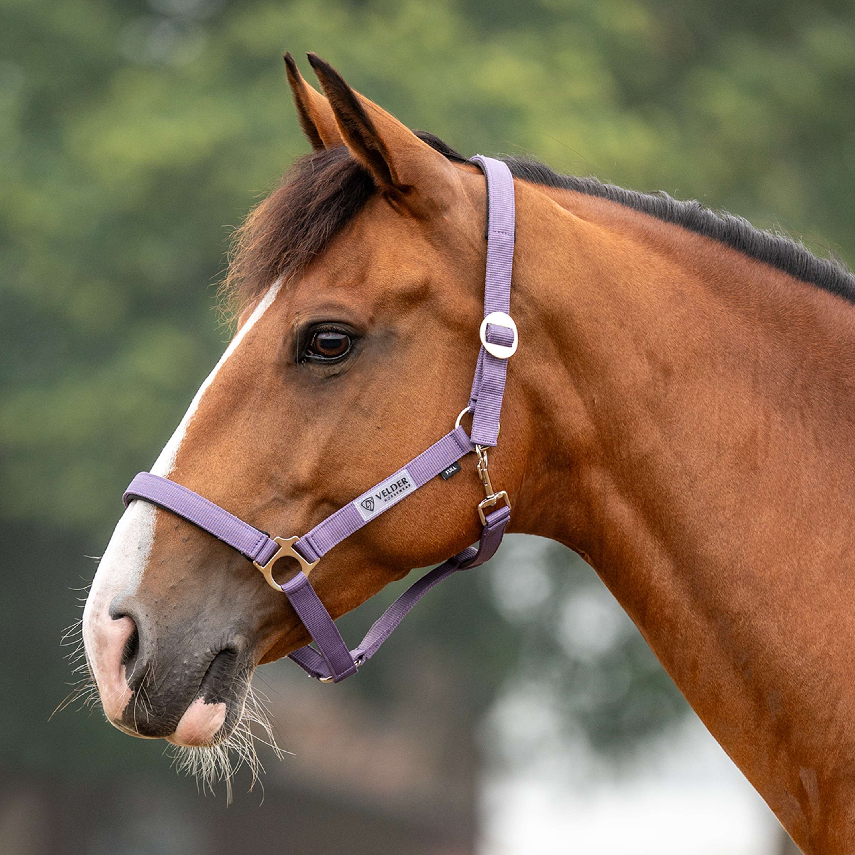 Velder Horsewear Essentials Halter Basic Padded Purple Sage