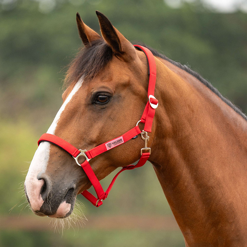 Velder Horsewear Essentials Halter Basic Padded High Risk Red