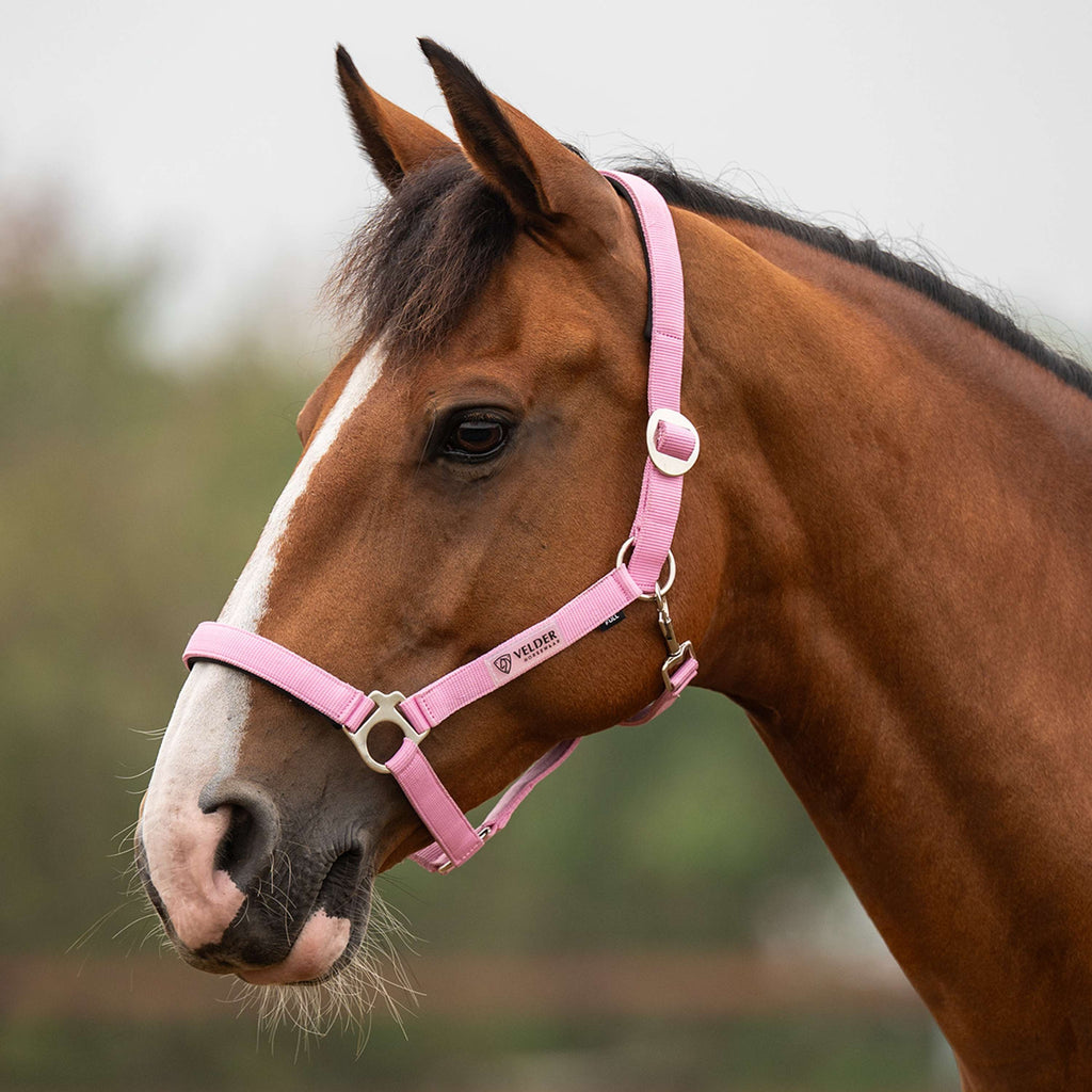 Velder Horsewear Essentials Halter Basic Padded Pop Pink