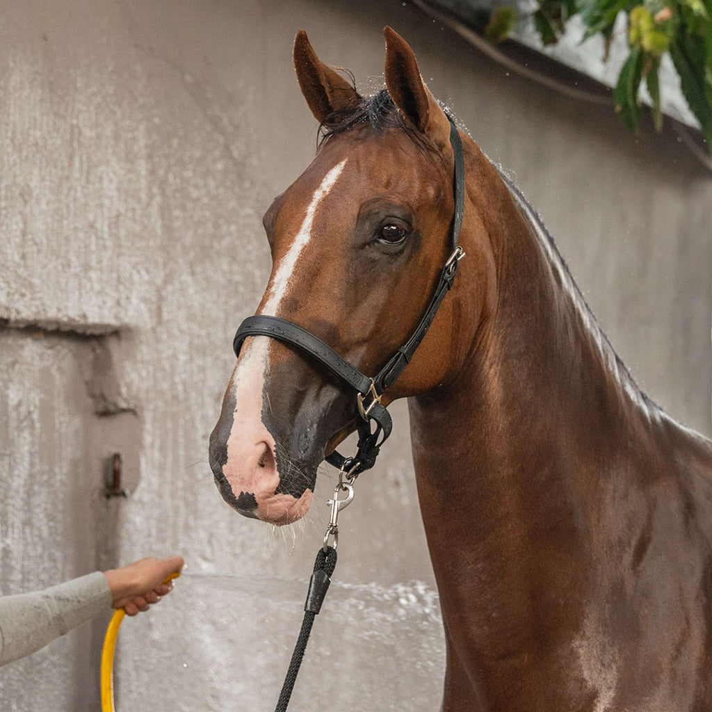 Velder Horsewear Premium Halter WashPro Black