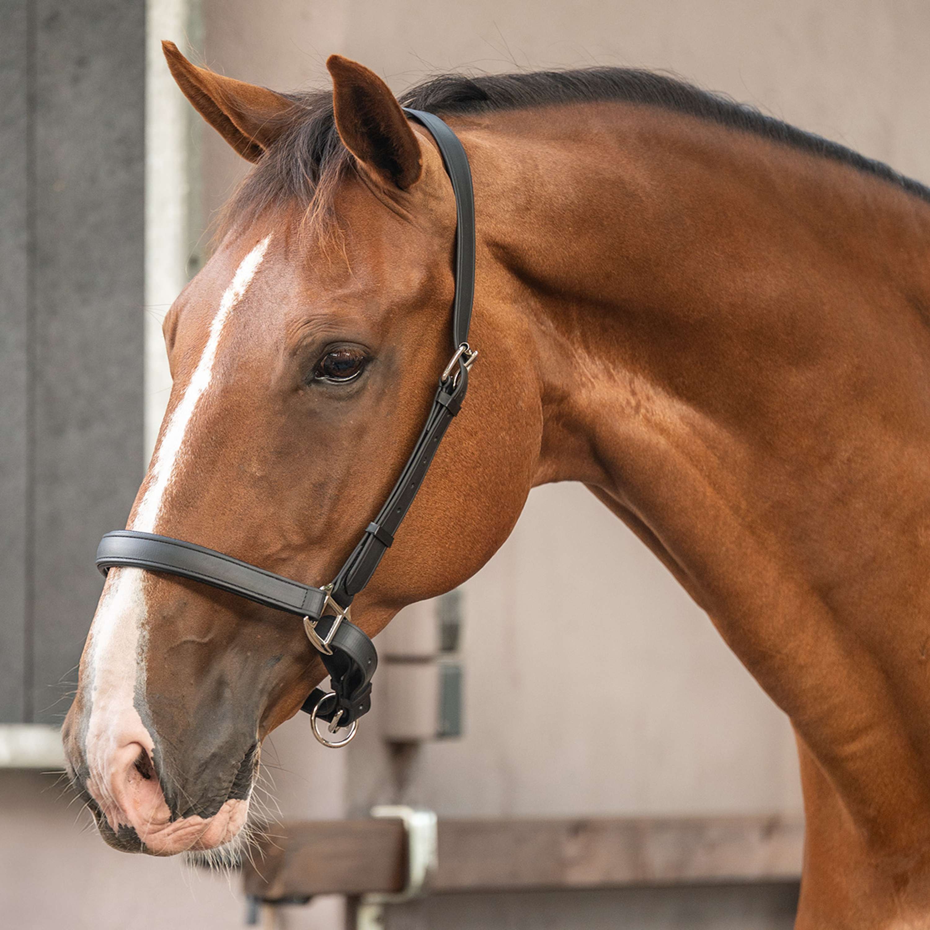 Velder Horsewear Premium Halter WashPro Black