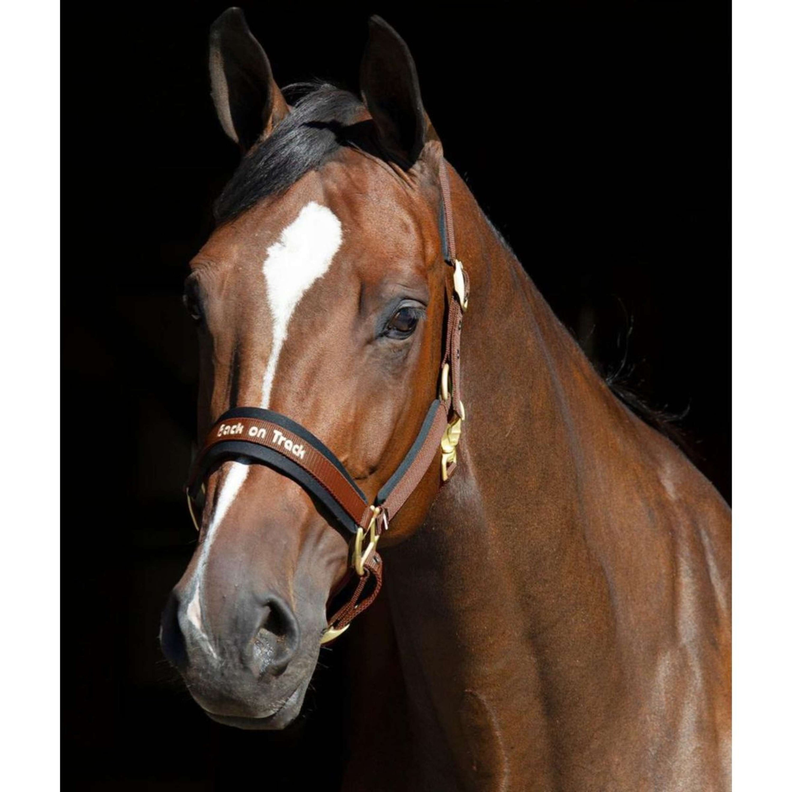 Back on Track Halter Werano Brown Back on Track Halter Werano Brown