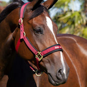 Back on Track Halter Werano Bordeaux