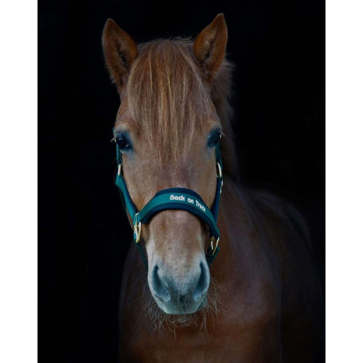 Back on Track Halter Werano Green