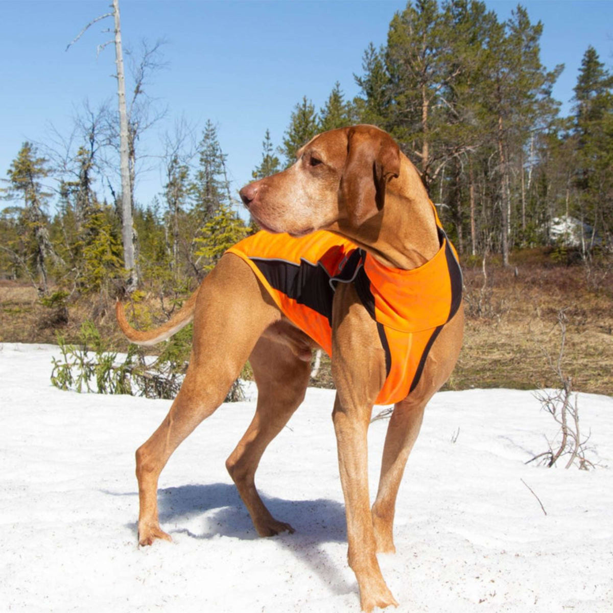 Back on Track Dog Jumper Eddie High Visibility Orange