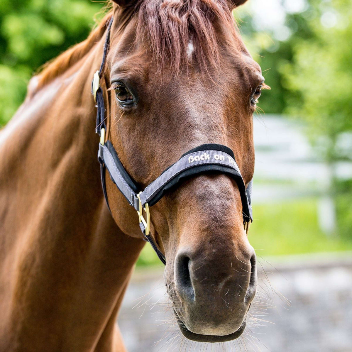 Back on track Halter Werano Graphite