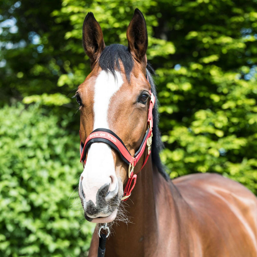 Back on Track Halter Werano Red