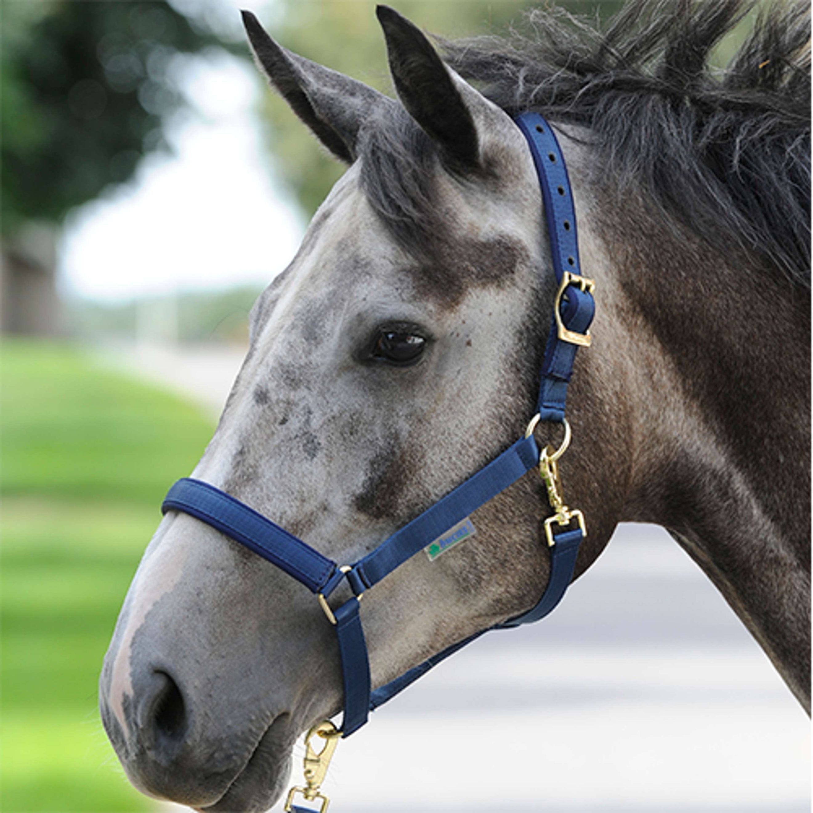 Bucas Halter Dublin Foal Navy