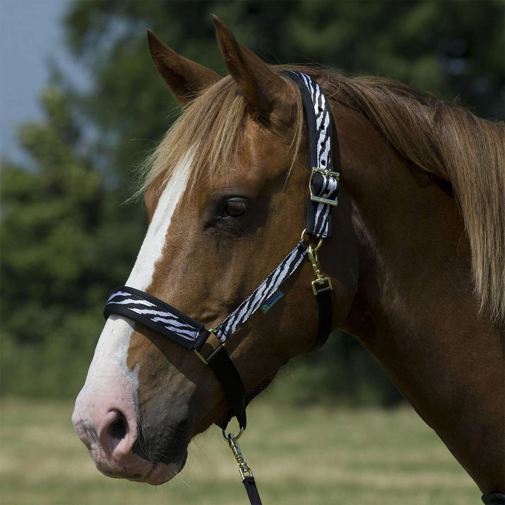 Bucas Halter Dublin Foal Zebra