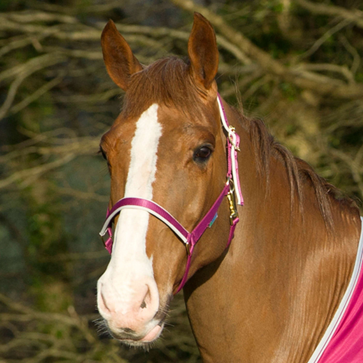 Bucas Halter Dublin Berry/Silver