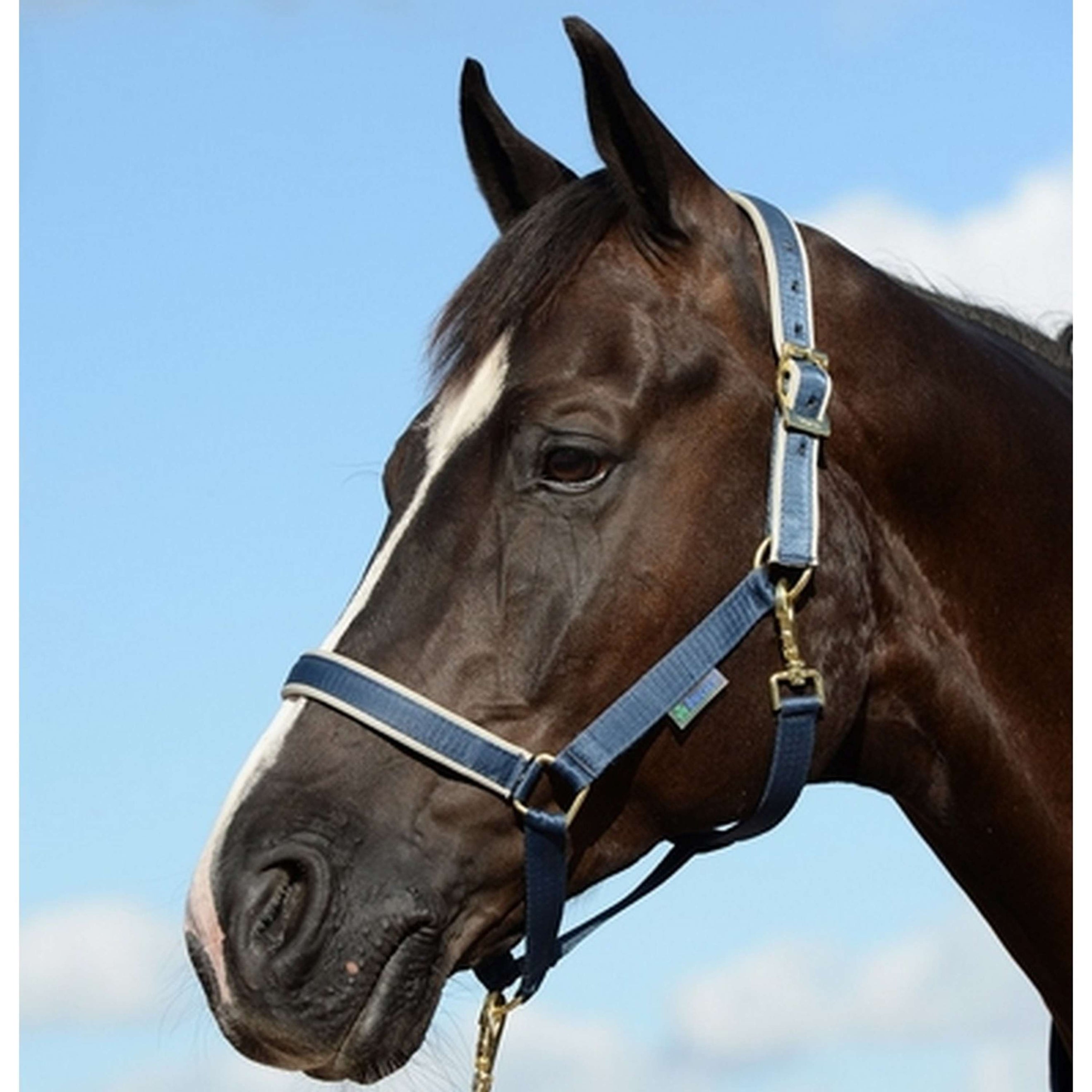 Bucas Halter Dublin Foal Navy/Silver