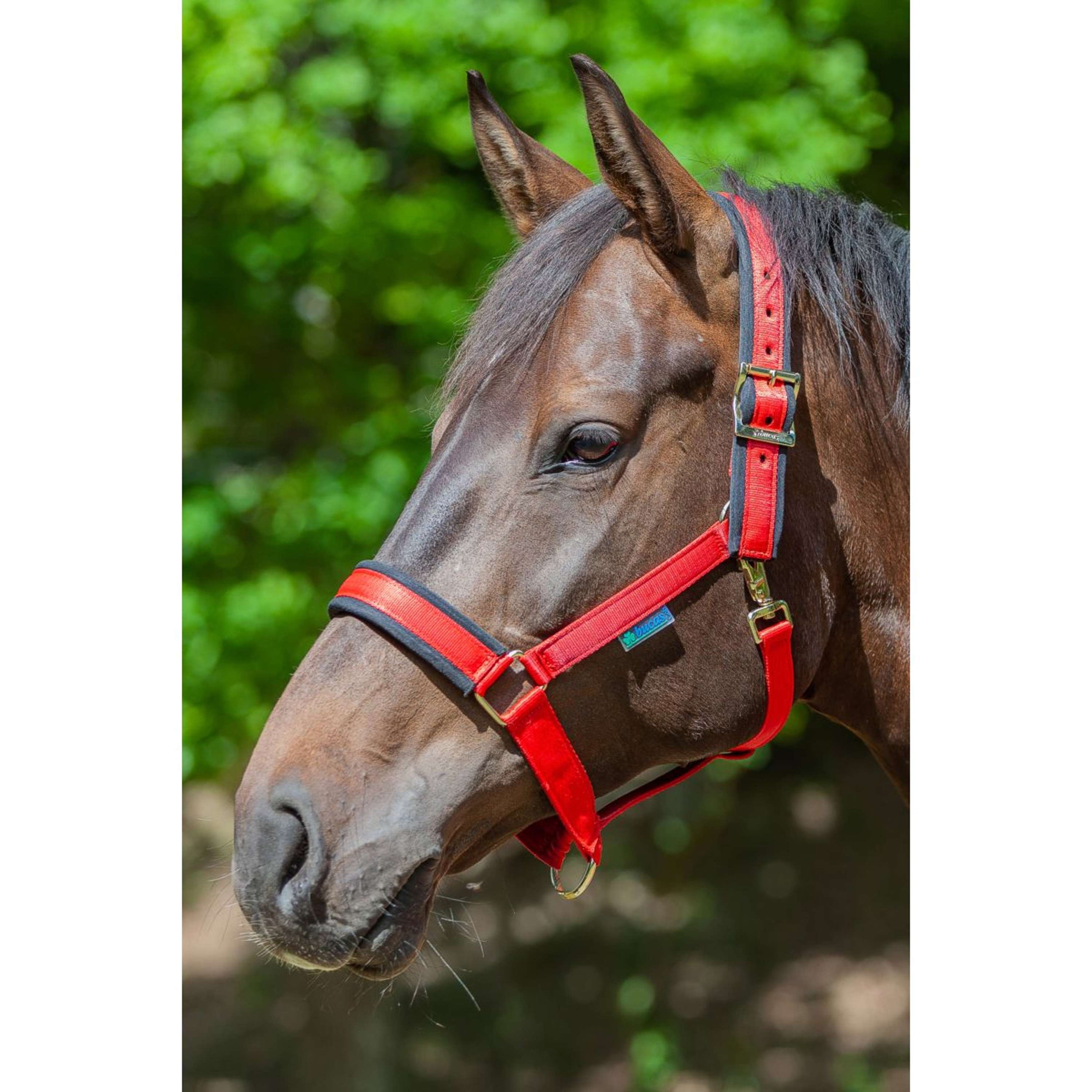 Bucas Halter Comfort Red/Black