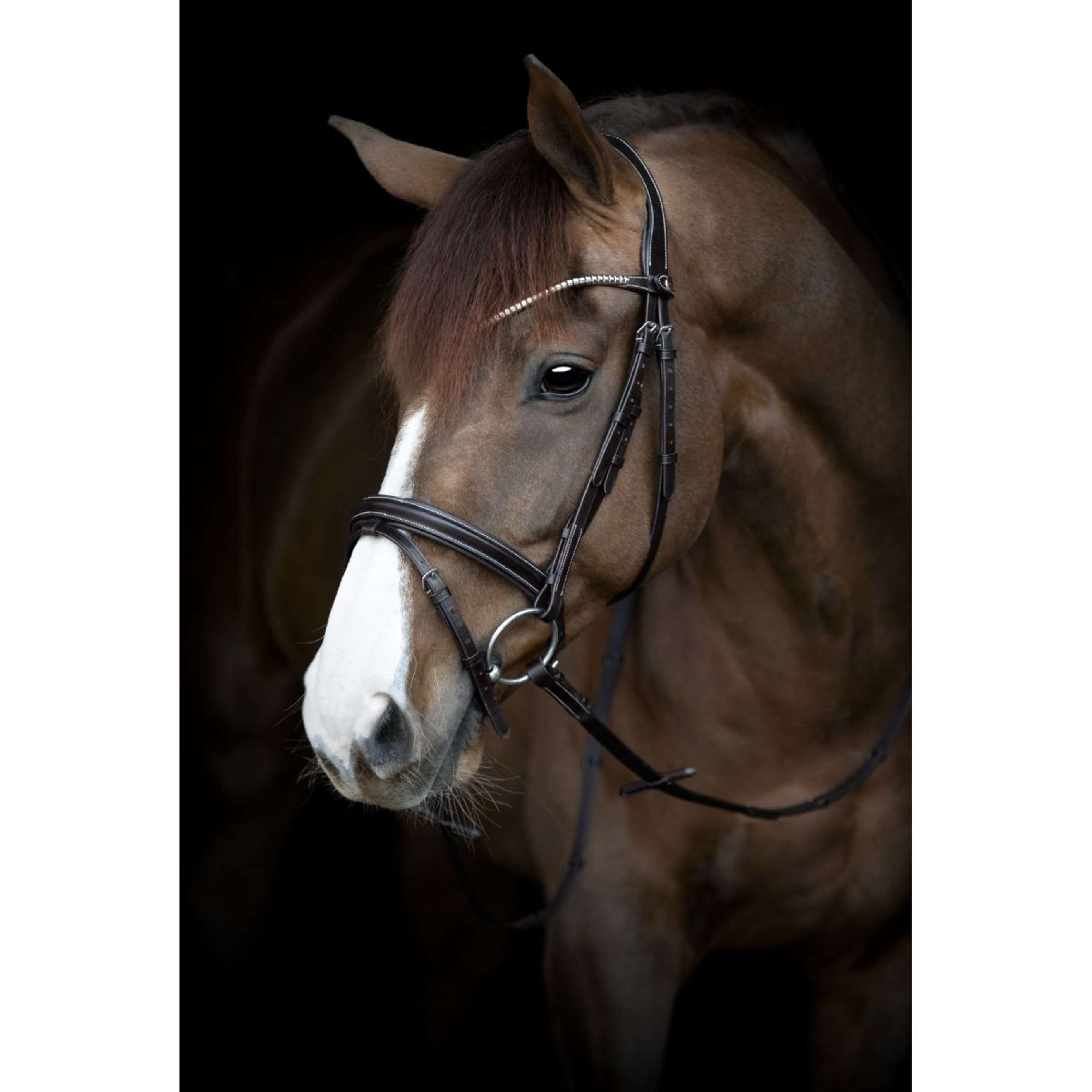 Catago Bridle Brooklyn Brown