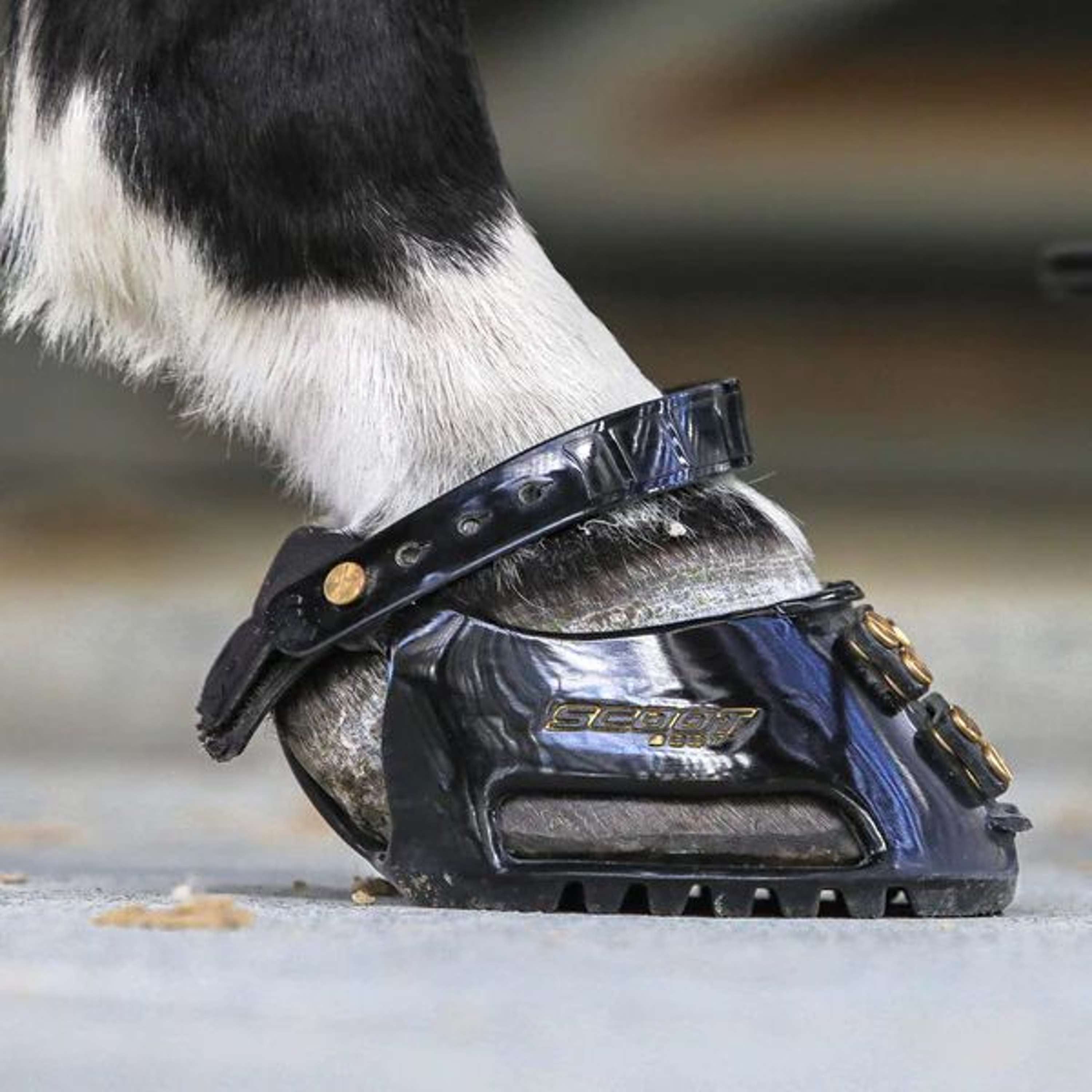Scoot Boot Horse Shoe Slim Single Pony Black