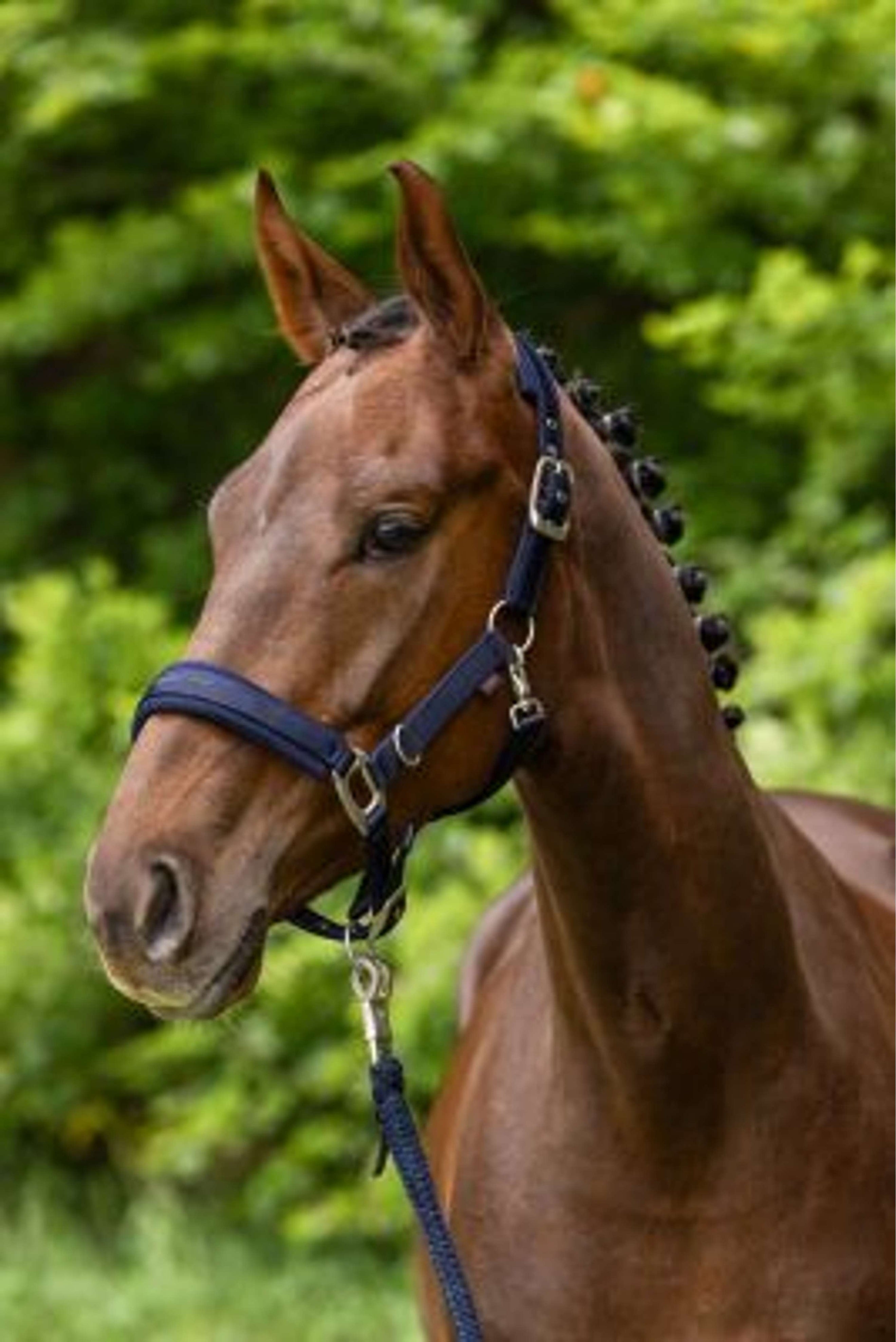 Covalliero Halter Dark Navy