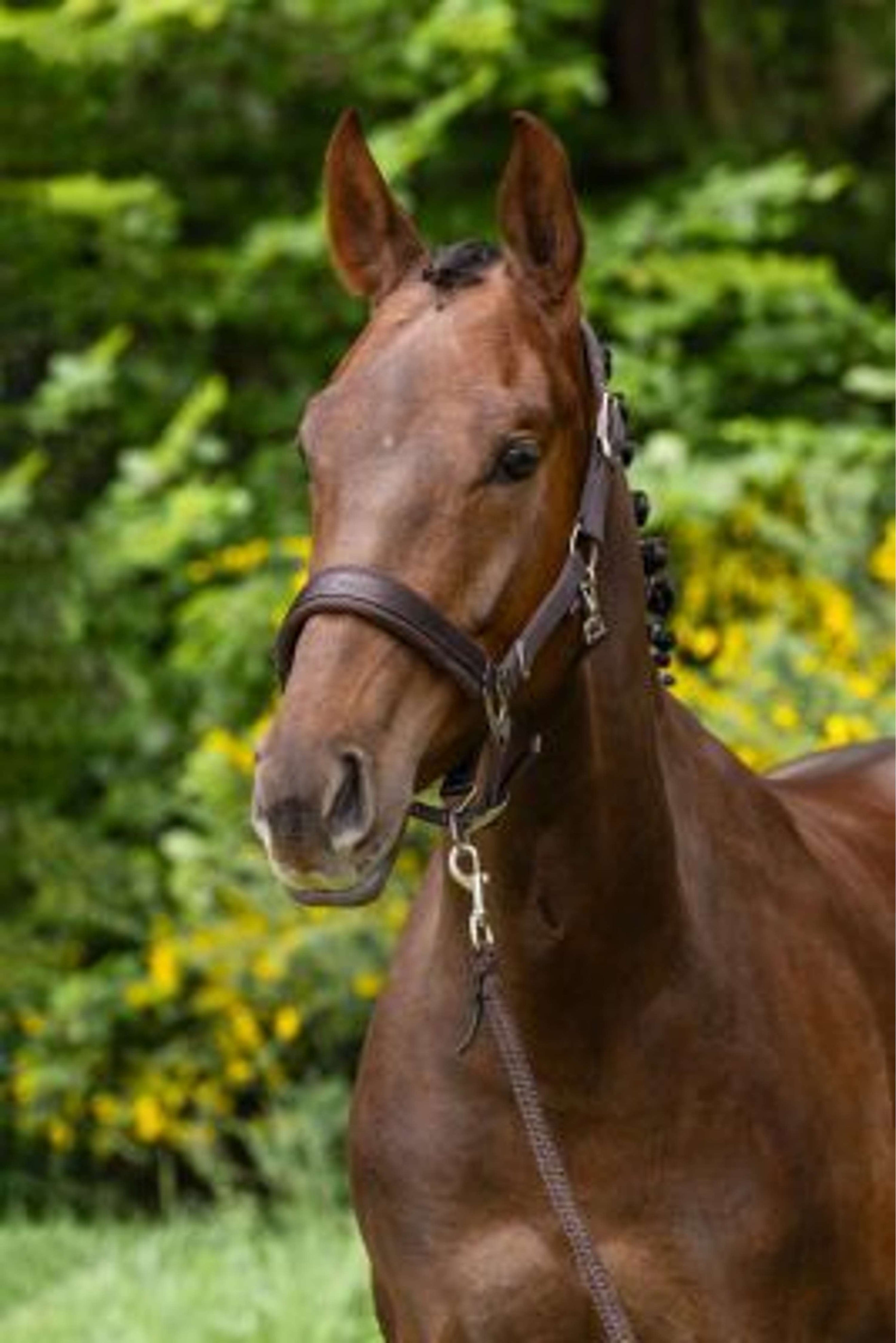 Covalliero Halter Chocolate