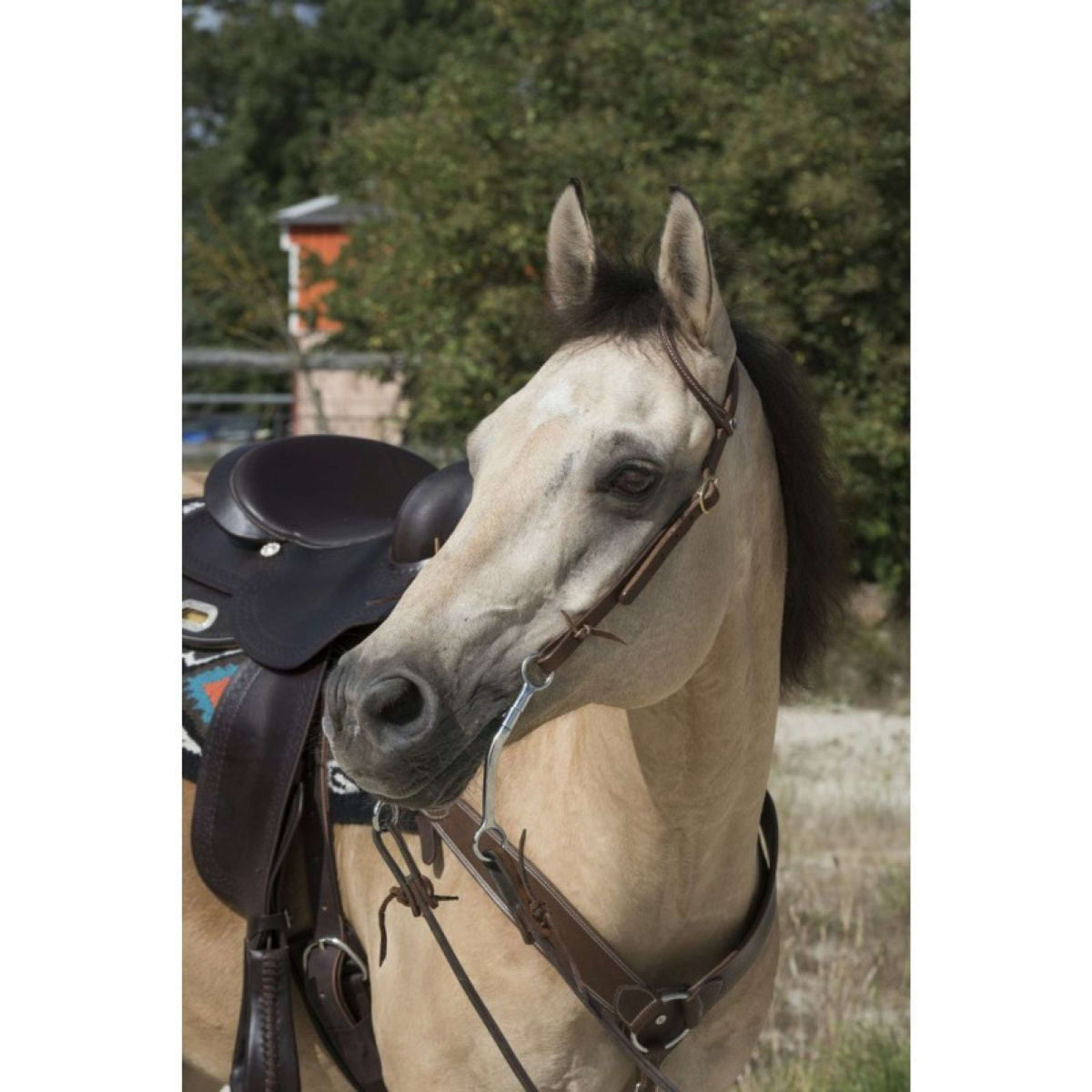 Westride Bridle Oreille Choco