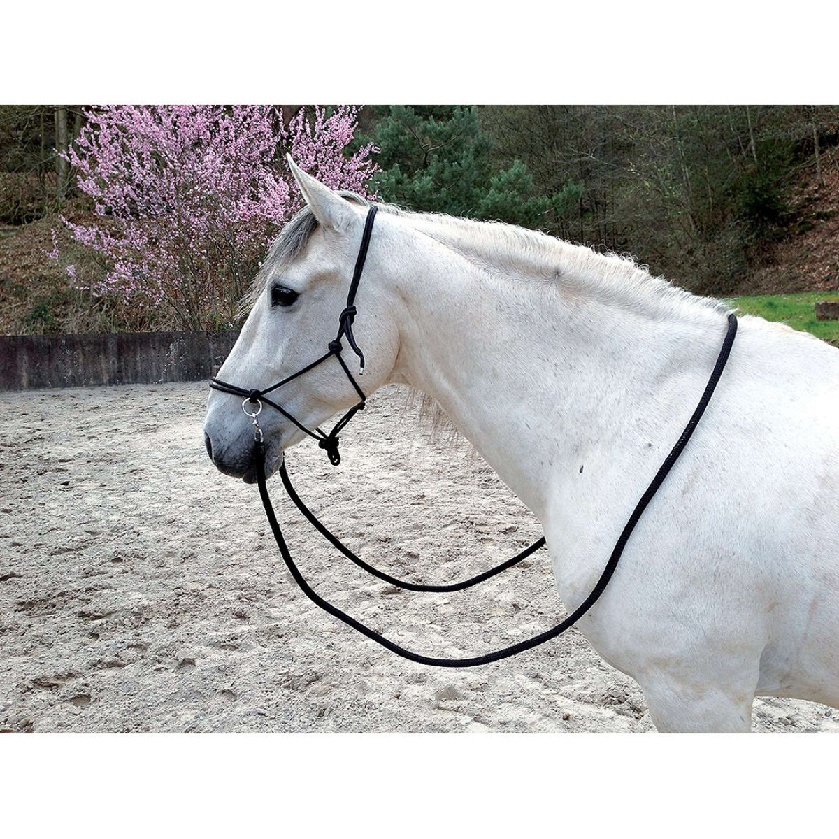 Norton Riding Halter with Reins Black