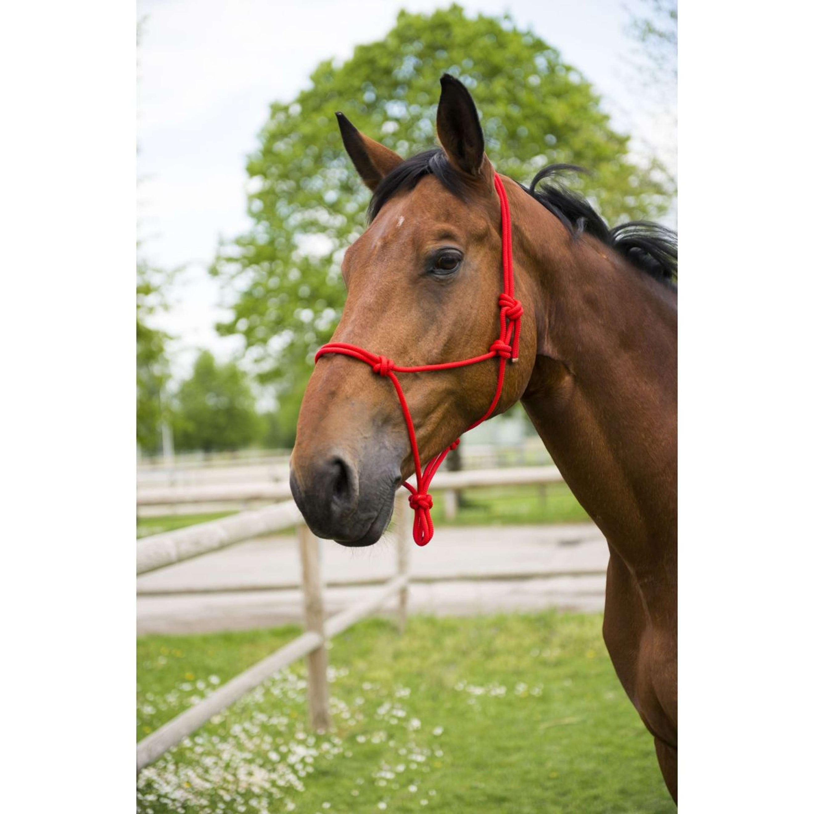 Norton Rope Halter First Red