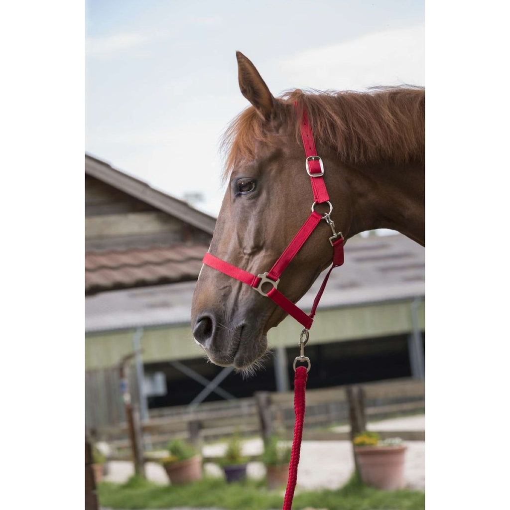 Riding World Head Collar Set Club with Rope Red