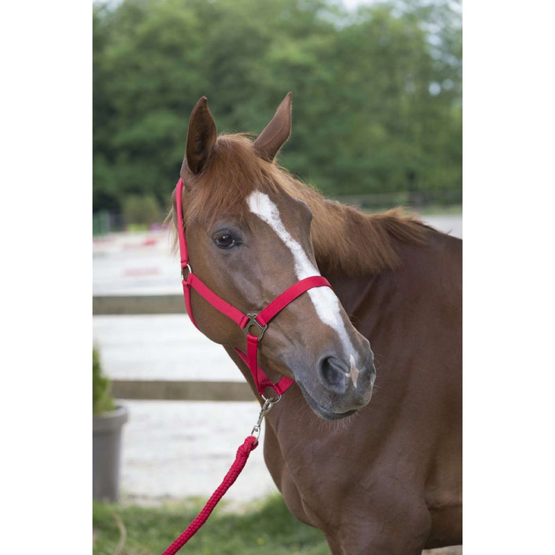 Riding World Head Collar Set Club with Rope Red