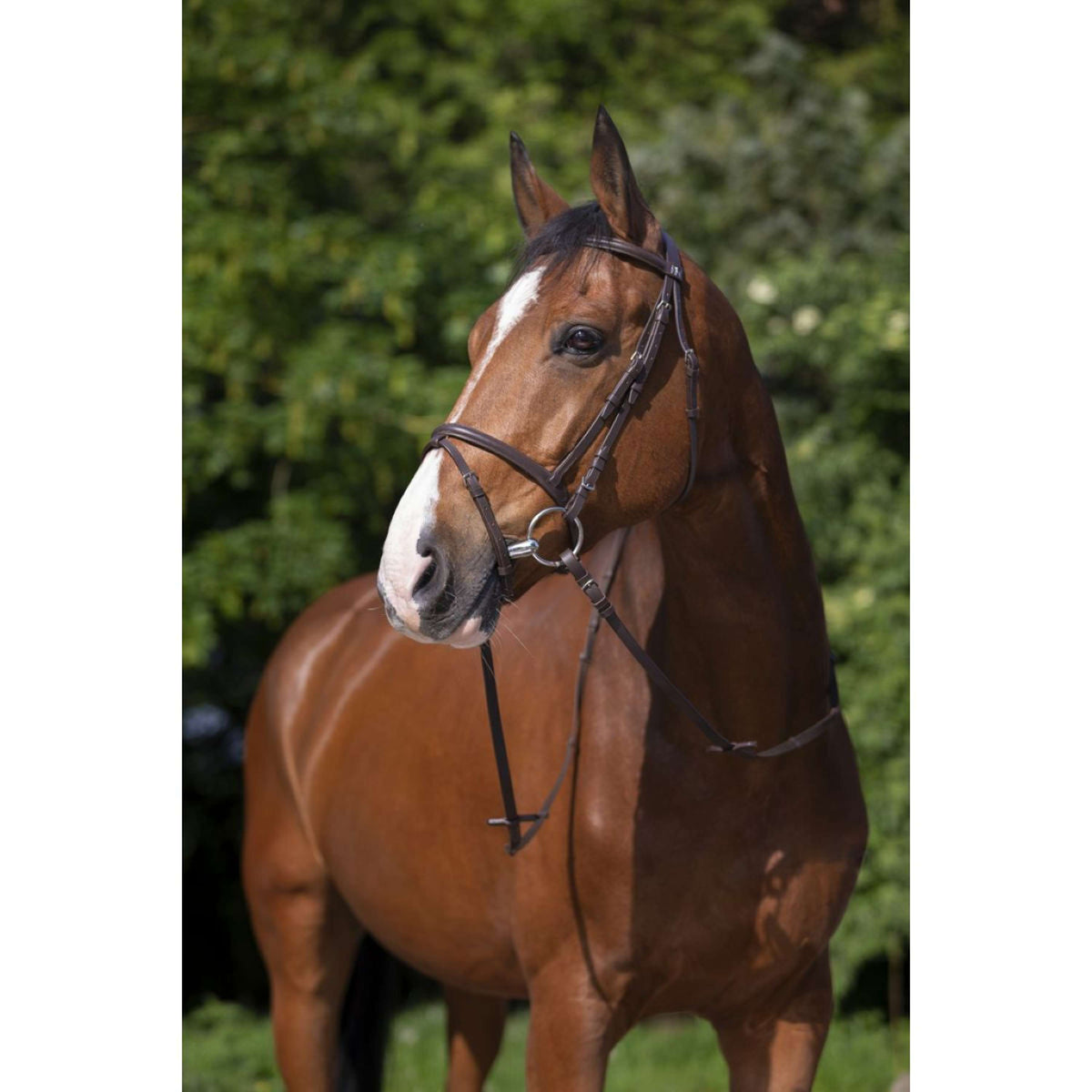 Riding World Bridle Muserolle Combinée Havana