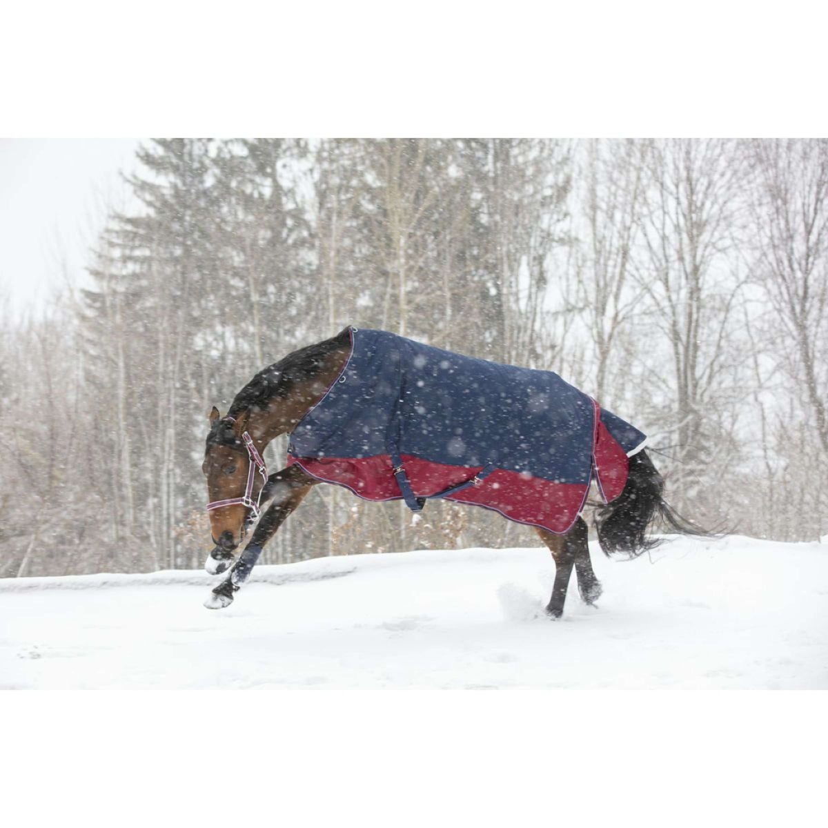 EQUITHÈME Outdoor Rug Tyrex 1200D 450g Navy/Bordeaux