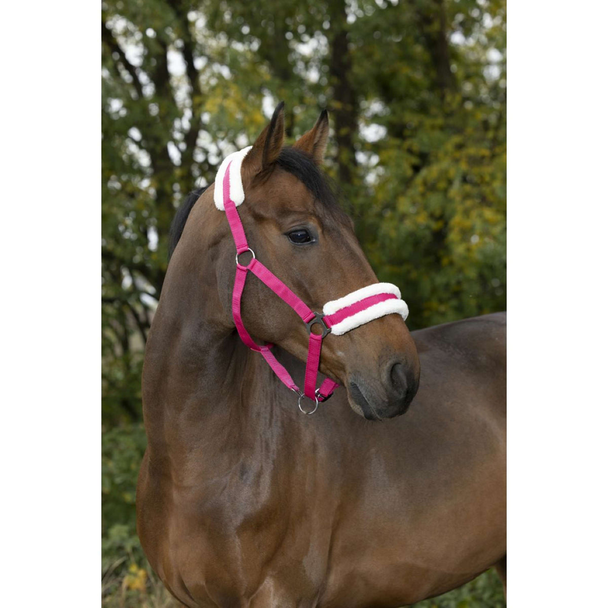 Norton Halter Confort Raspberry