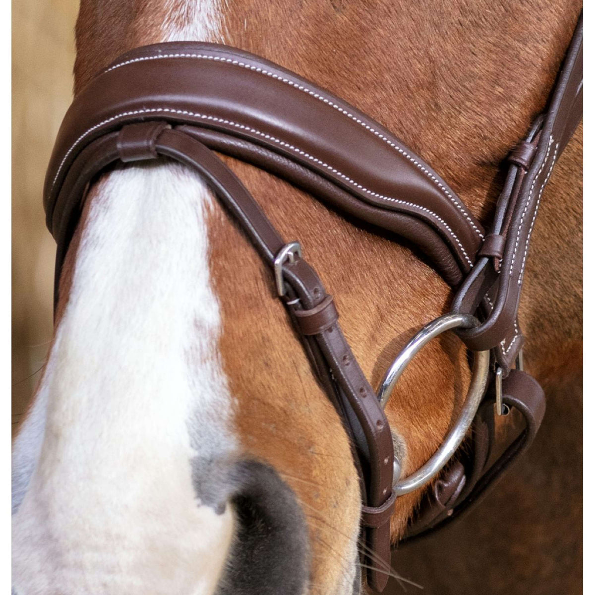 Norton Bridle Pro Miss Havana