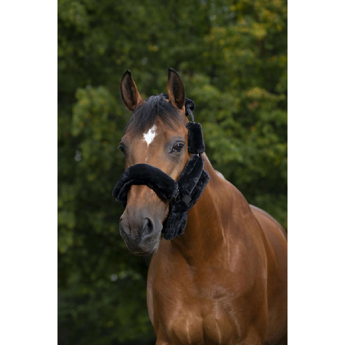 EQUITHÈME Head Collar Set Teddy Black