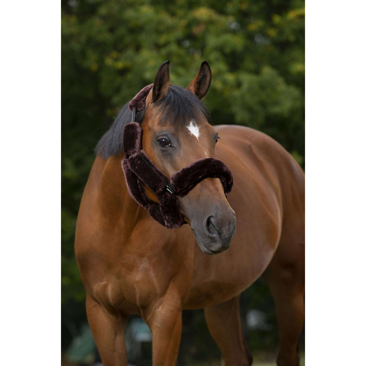 EQUITHÈME Head Collar Set Teddy Brown