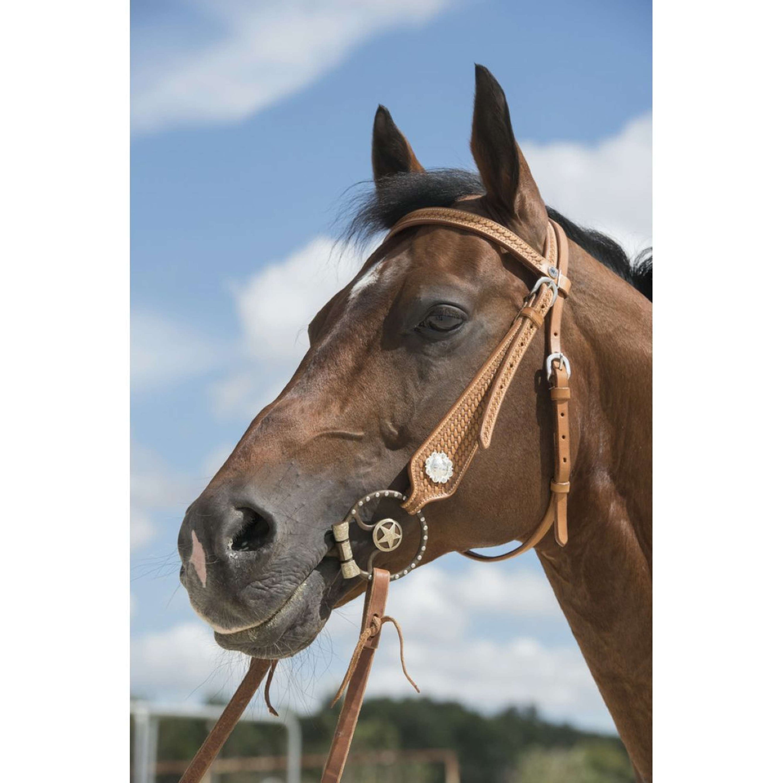 Westride Bridle Aurora Hazelnut