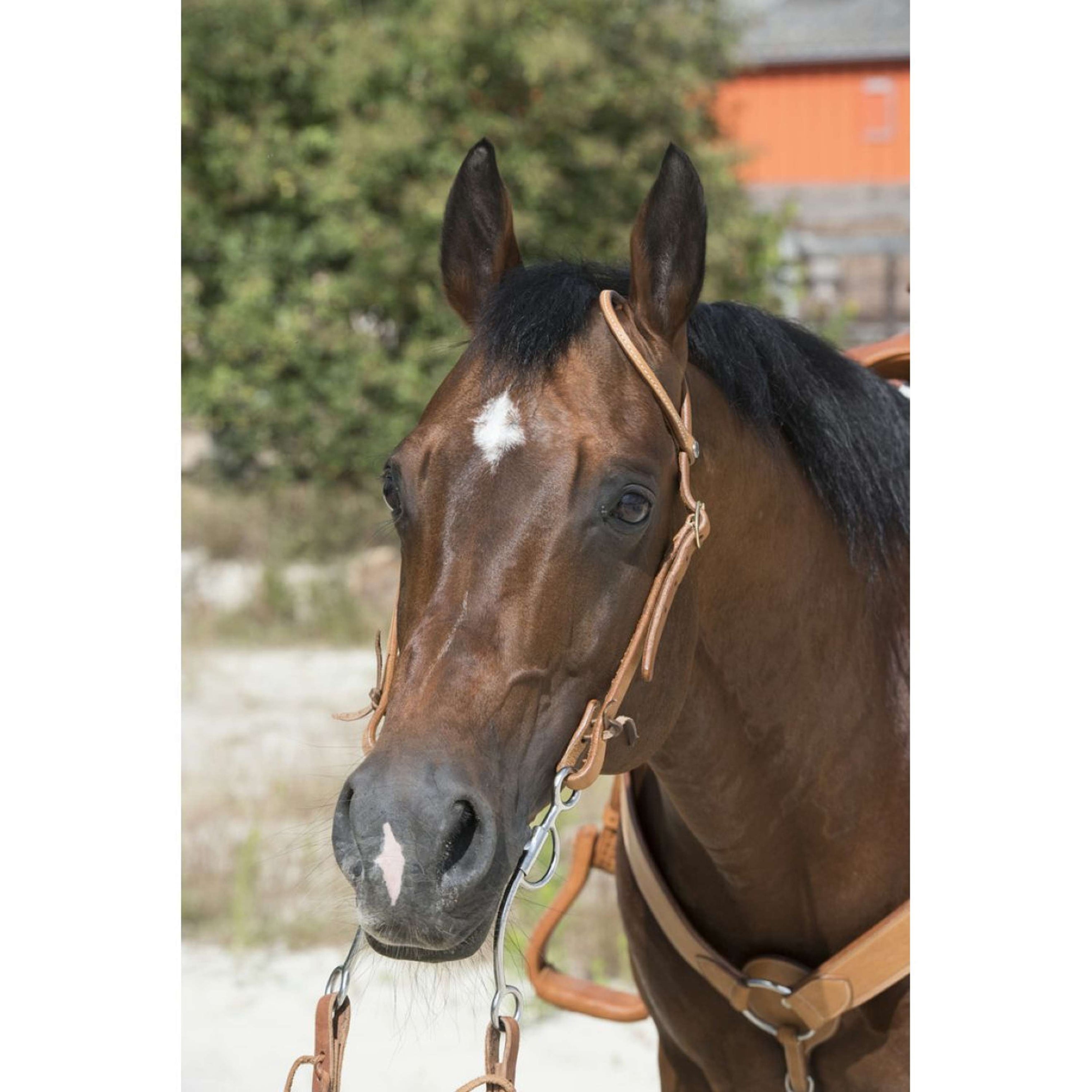 Westride Bridle Oreille Hazelnut