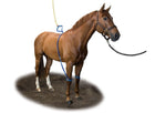 Equine Legcooler Base Plus Type 2 for 2 Legs