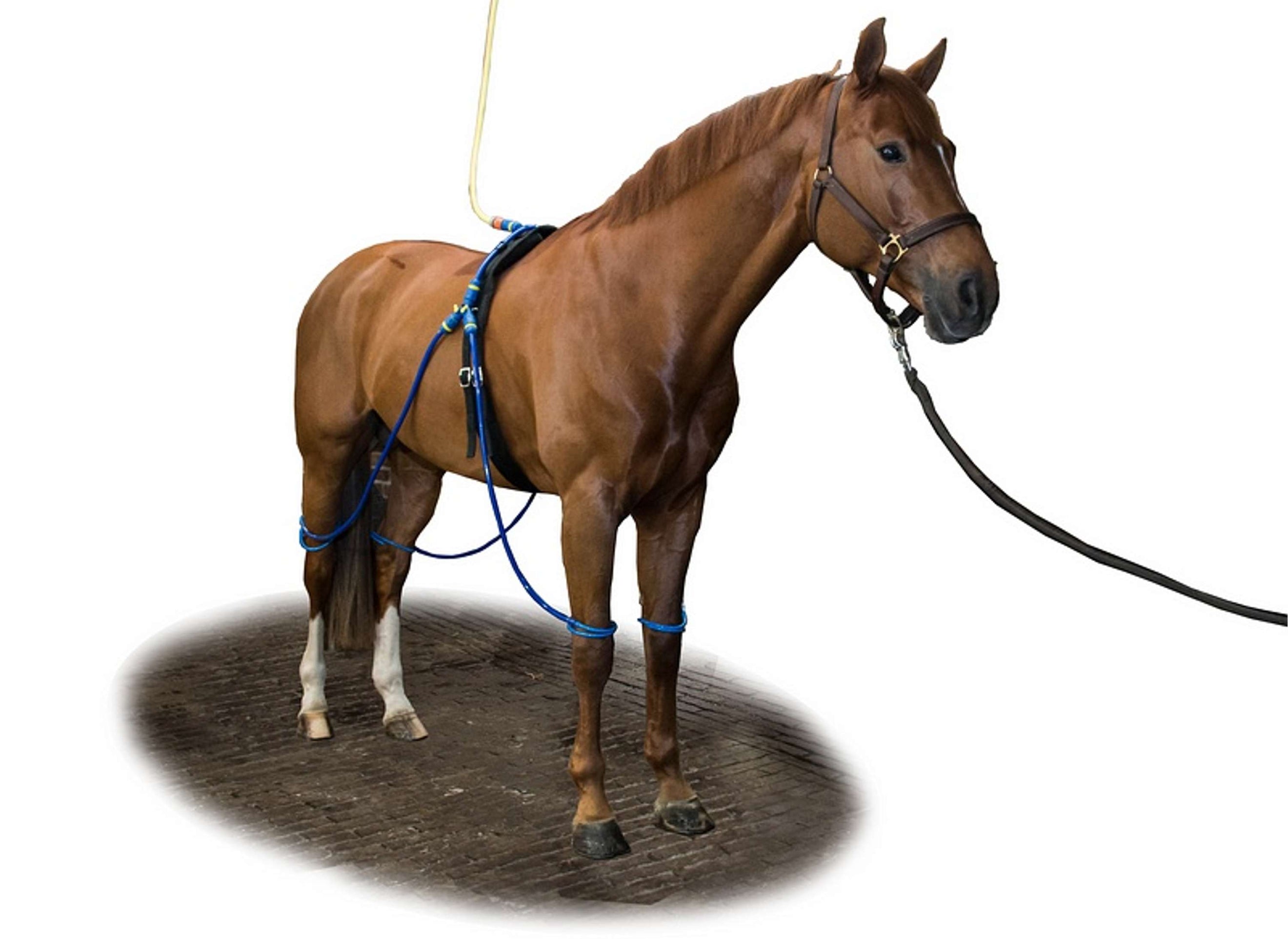 Equine Legcooler Complete Type 1 for 4 Legs