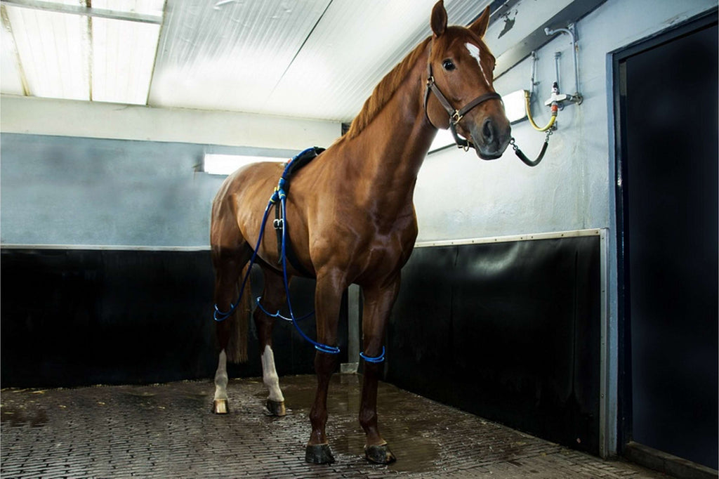 Equine Legcooler Base Plus Type 2 for 2 Legs