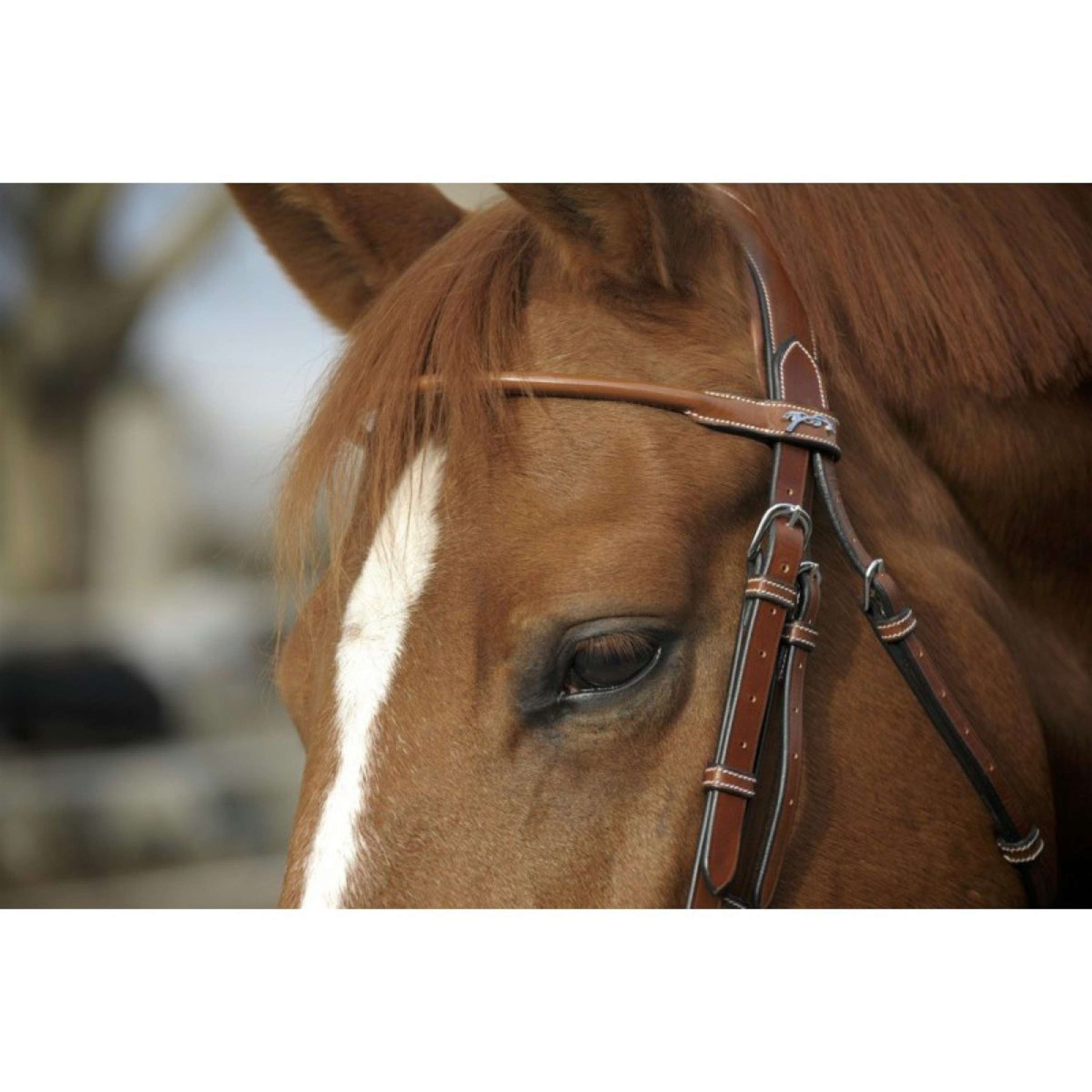 Pénélope Bridle Point Sellier Hazelnut