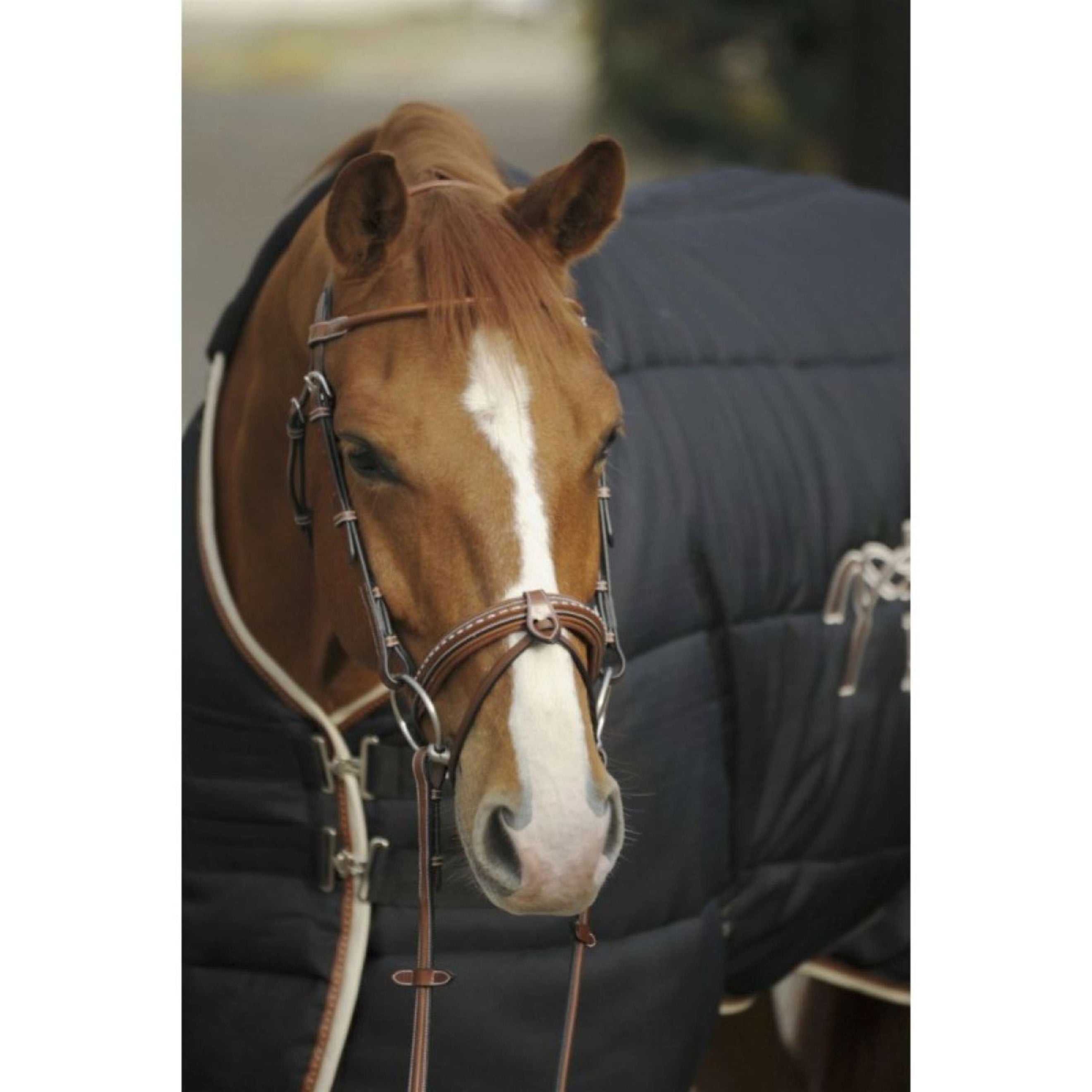 Pénélope Bridle Point Sellier Hazelnut