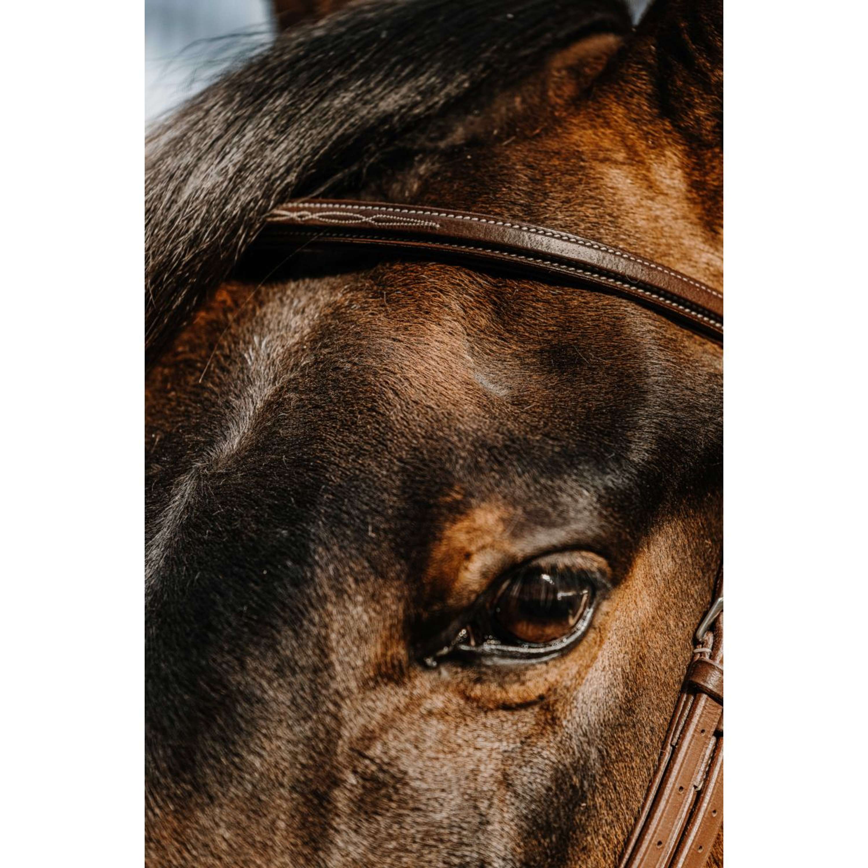 Norton Bridle Hunter Comfy Havana